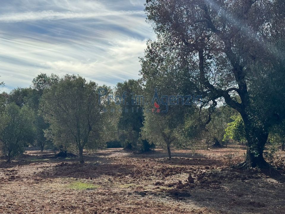 Helårsgrund i Carovigno, Brindisi - foto 5